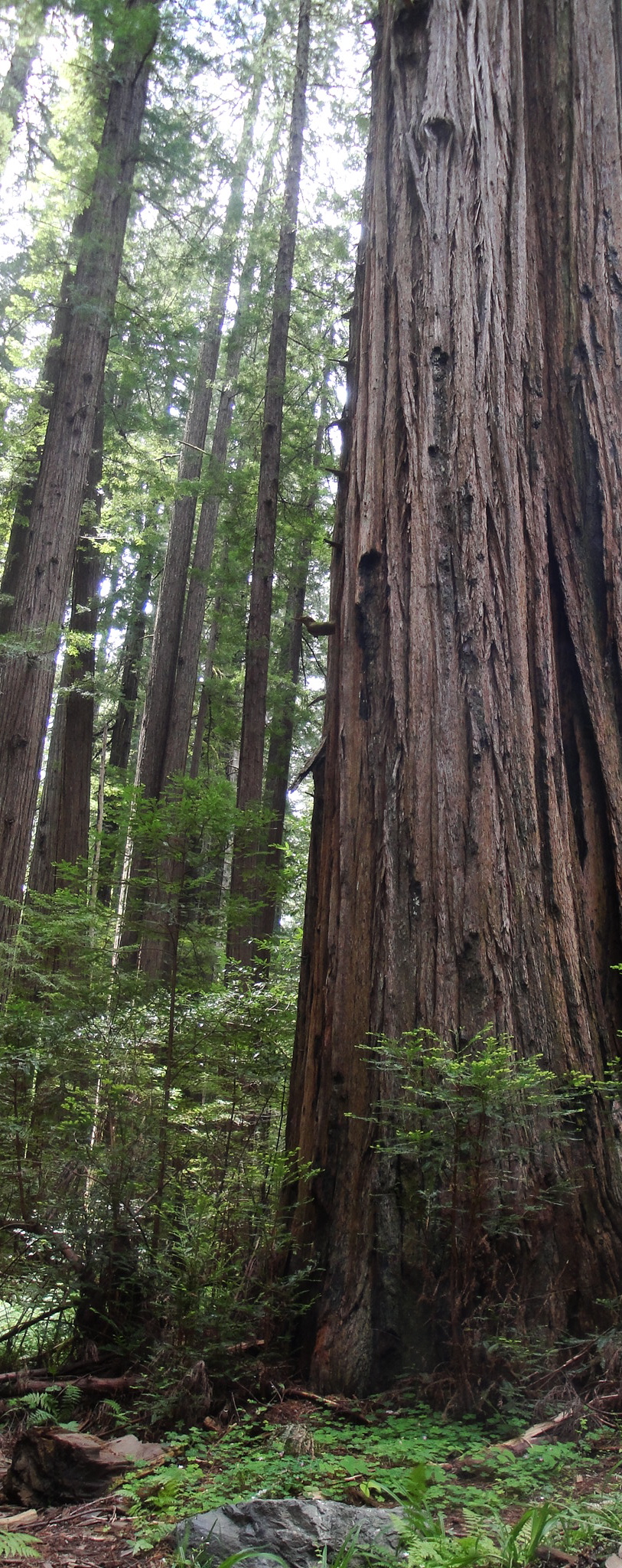 Sequoia sempervirens